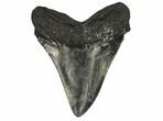 Fossil Megalodon Tooth - South Carolina #122240-2